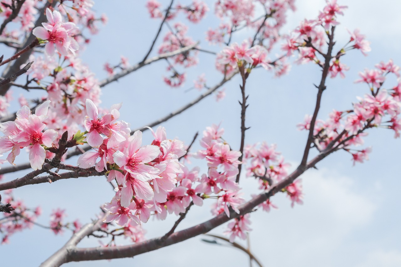 Peach blossom momo no sekku