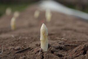 White asparagus in the ground