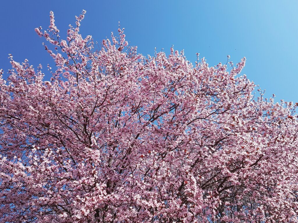 Sakura