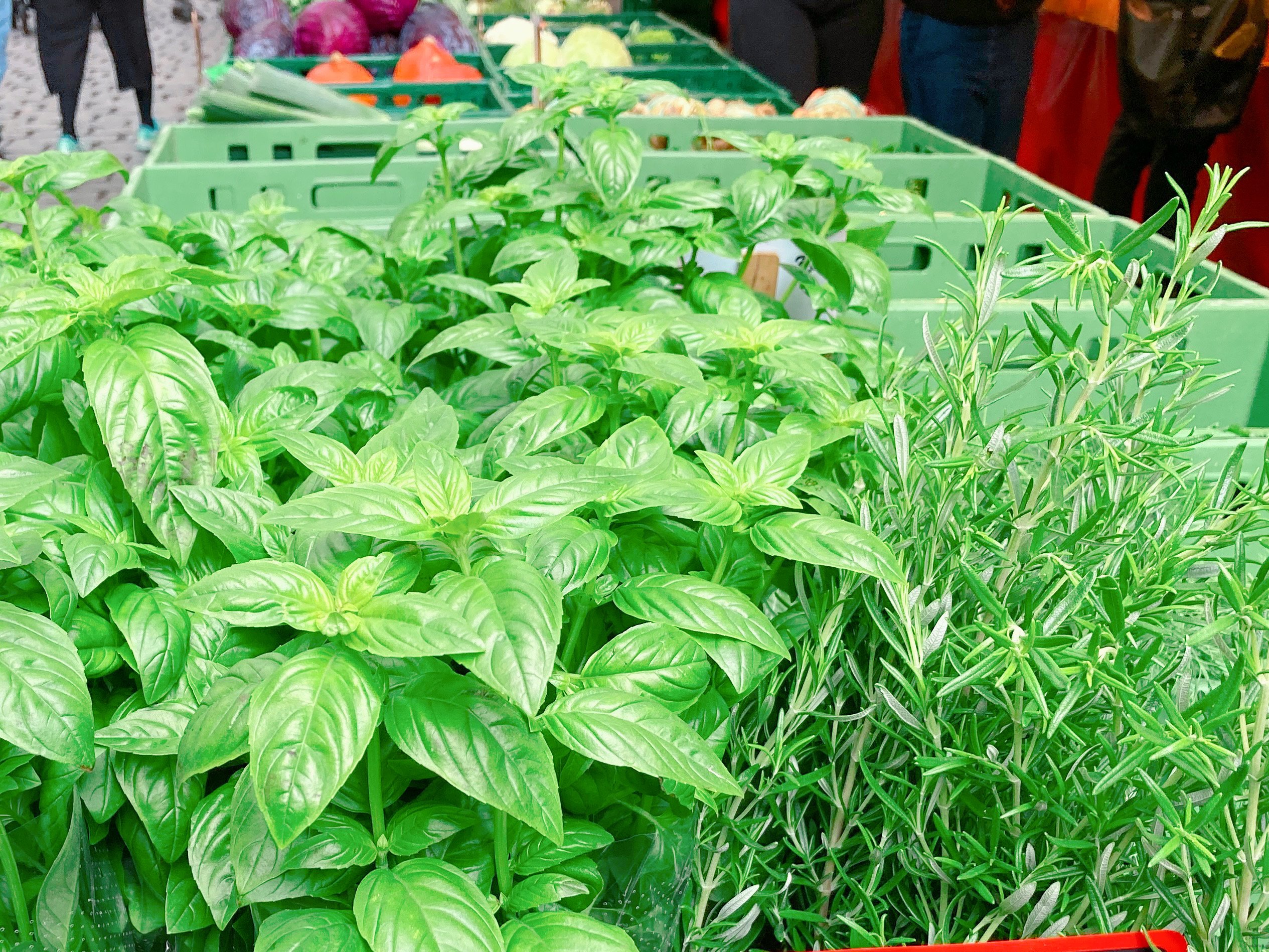 Herbs in market